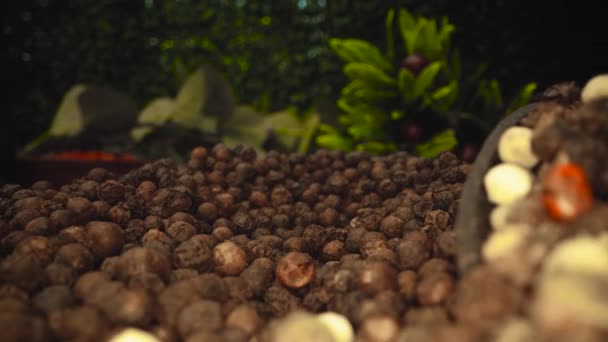 Detailed Close Black Peppercorns Ground White Pepper Wooden Scoop — Vídeos de Stock