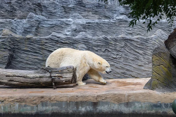 Polar Bear Open Air Cage Prague Zoo —  Fotos de Stock