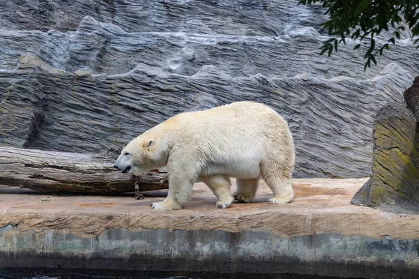 Polar Bear Captivity Zoological Garden Prague —  Fotos de Stock