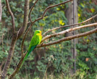 Portrait of light green parrot with yellow head, wildlife scene in Prague zoo