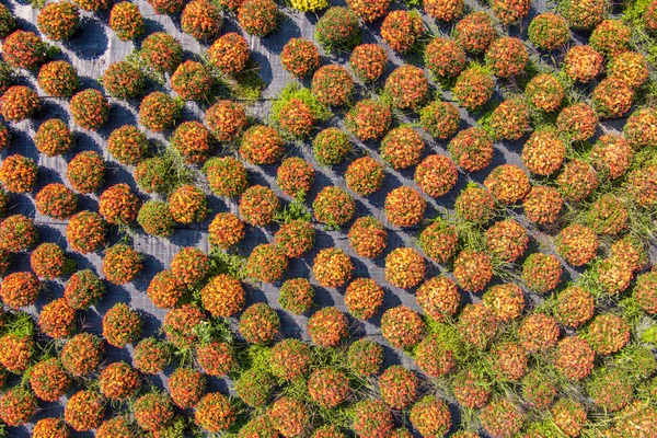 Flowers Production Cultivation Concept Aerial View — Stock Photo, Image
