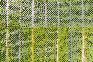 Çiçek üretimi ve ekimi. Hava manzaralı çiçek çiftliği