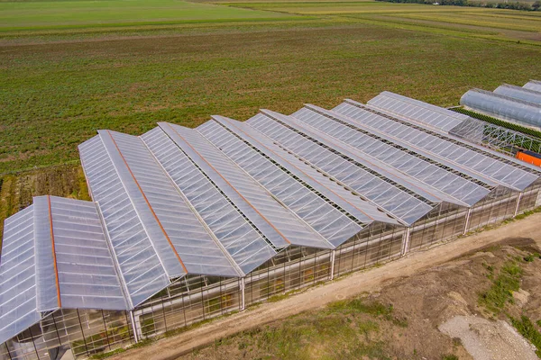Industrial agricultural greenhouses for growing flowers, planted fields near houses. Aerial view.