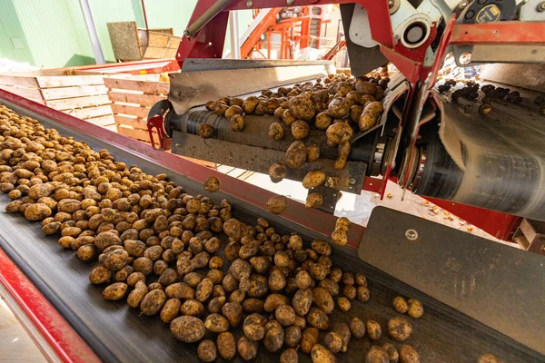 Máquina Classificação Batata Processamento Embalagem Fábrica — Fotografia de Stock