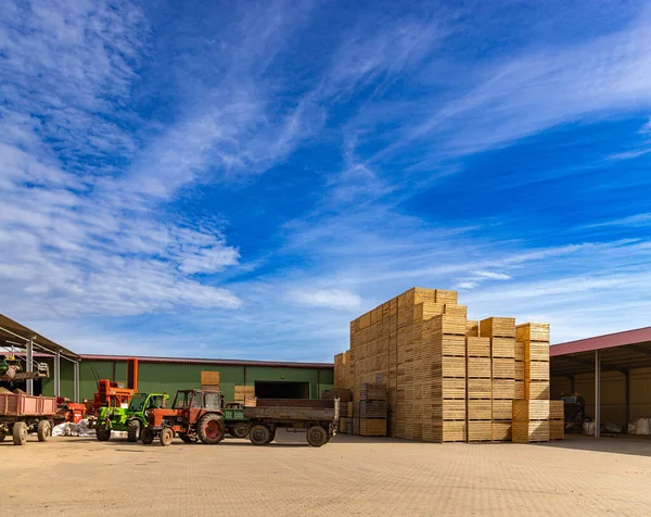 Boîtes Pour Stockage Des Pommes Terre Ferme Caisses Bois Empilées — Photo