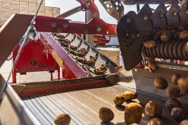 Bearbetning Potatis Koncept För Produktion Och Jordbruk — Stockfoto