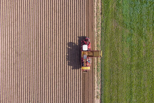 秋の農場からジャガイモを収穫する農家の空中風景 — ストック写真