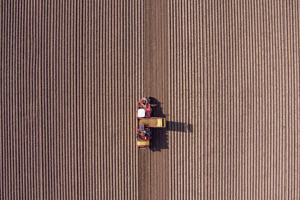 ジャガイモの空中ビューは 農業分野で収穫者を組み合わせる — ストック写真
