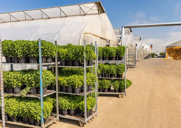 Racks Crisântemos Vaso Estufa Negócios Horticultura — Fotografia de Stock