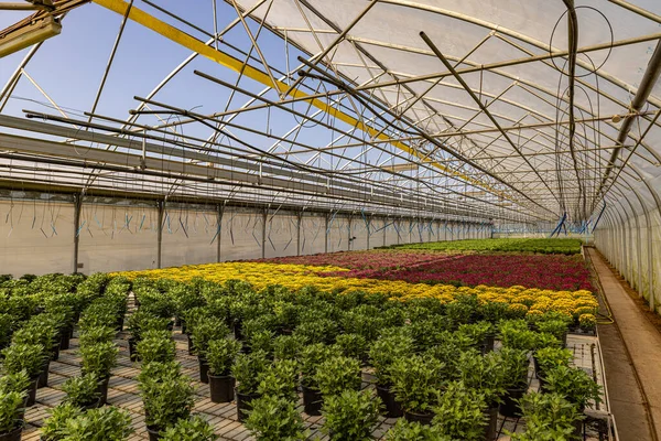 Üvegház Tele Friss Őszi Krizantémokkal Kertészeti Üzleti Koncepció — Stock Fotó
