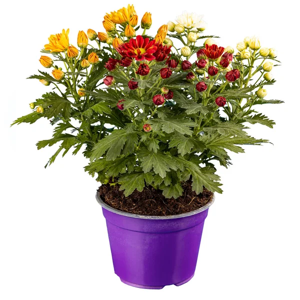Vackra Tre Färgade Krysantemum Blommor Lila Kruka Vit Bakgrund — Stockfoto