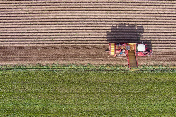 畑からのジャガイモの季節の収穫時のジャガイモ収穫者の空中ビュー — ストック写真