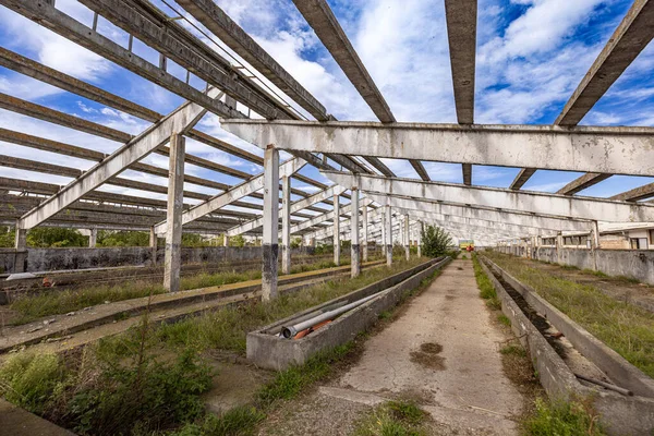 Egy Elhagyatott Hatalmas Farm Belseje Tönkretett Tehénistálló — Stock Fotó