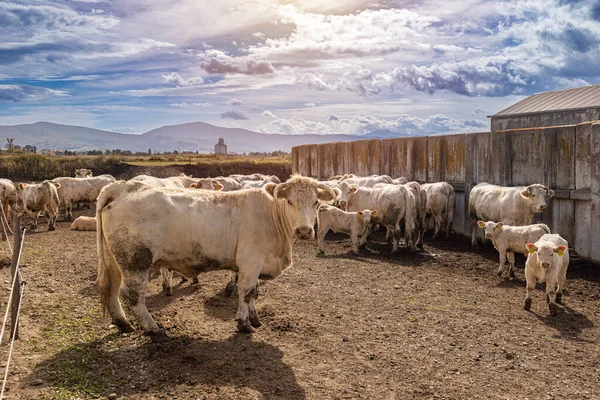 Charolais Sığır Sığırı Buzağıları Çiftlikte Fransız Sığırları Telifsiz Stok Imajlar