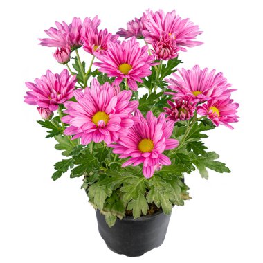 Beyaz arka planda izole edilmiş bir saksıda pembe kasımpatı çiçekleri.