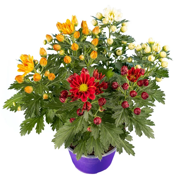 Boeket Van Kleurrijke Chrysanten Bloemen Groeien Pot Geïsoleerd Wit — Stockfoto