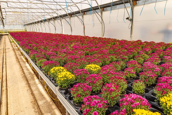 Crisantemos Invernadero Producción Cultivo Flores Fotos de stock