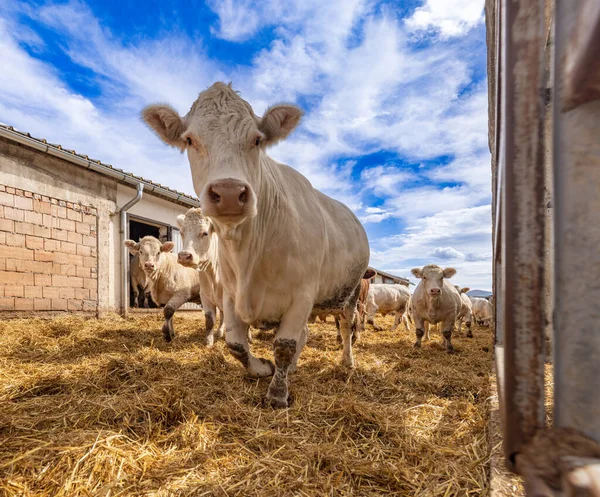 Besättning Unga Kalvar Tittar Kameran — Stockfoto