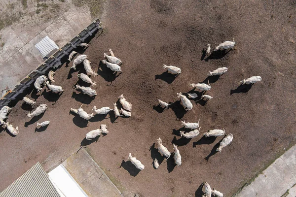 Cobertizo Con Vacas Cerca Granja Vista Aérea Granja Ganado —  Fotos de Stock