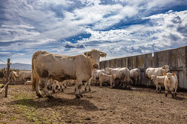 農場に子牛がいる白い牛 晴れた日にかわいいシャロレ牛 — ストック写真