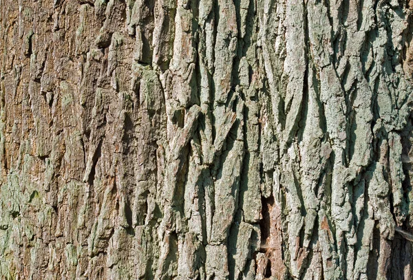 Tree bark — Stock Photo, Image