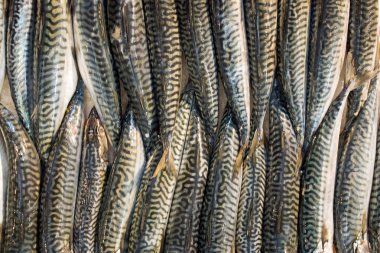 Balık pazarı üzerinde