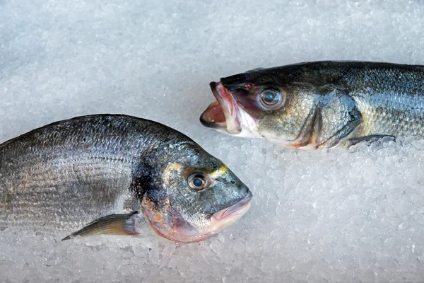 Pescado fresco sobre hielo —  Fotos de Stock