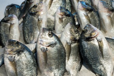 Dorado balığı Satılık