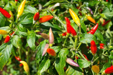 Chili Peppers growing on a bush