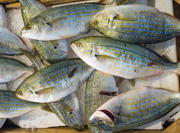 Sarpa salpa fish at the market — Stock Photo, Image