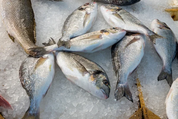 Fish at the market — Stock Photo, Image