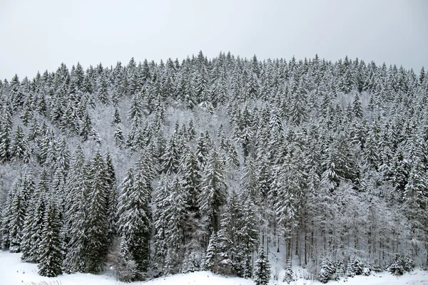 Winter landscape, Black Forest — Stock Photo, Image