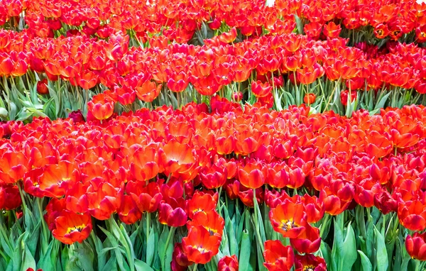 Red tulip flowers — Stock Photo, Image