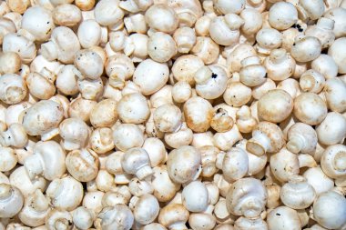 küçük beyaz petrol