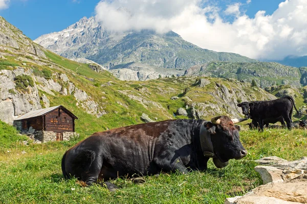 在瑞士的阿尔卑斯山的牛 — 图库照片