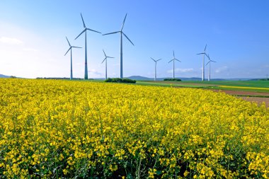 windwheels ve kolza tohumu