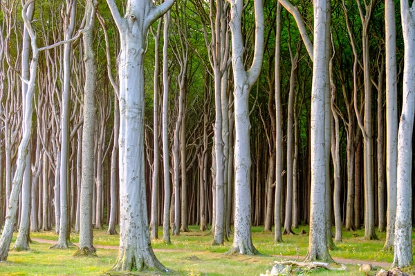 Floresta de faia assombrada — Fotografia de Stock