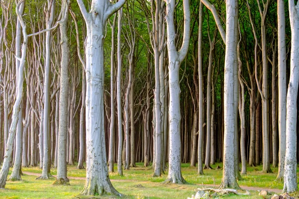 Hantée forêt de hêtres — Photo