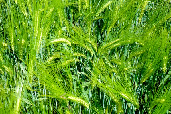 Fresh green wheat — Stock Photo, Image