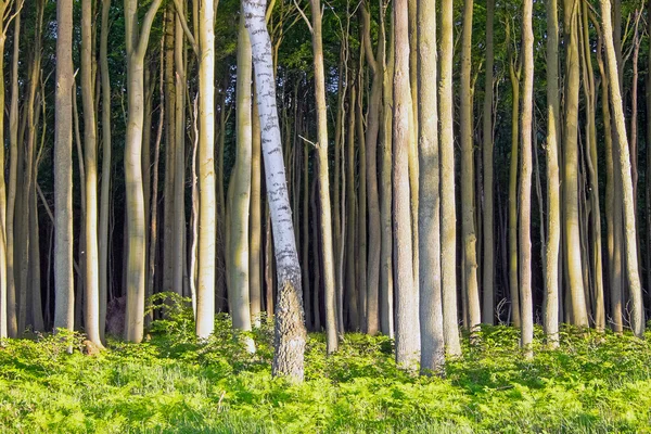 Gęsty las drzewa — Zdjęcie stockowe