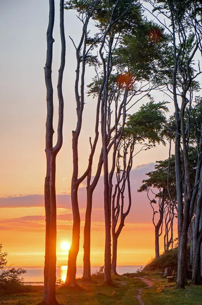 Salida del sol en un bosque de hayas — Foto de Stock