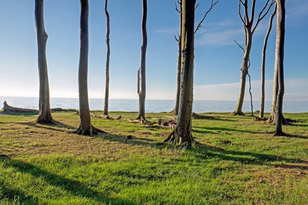 Strandbäume an der Küste — Stockfoto