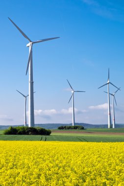 windwheels ve sarı kolza tohumu