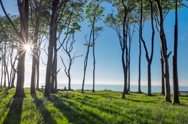 De zon schijnt door enkele bomen — Stockfoto