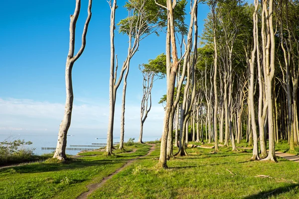 Forêt côtière de la mer Baltique — Photo