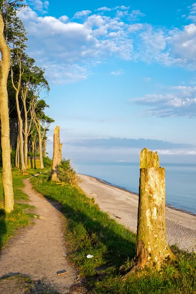 Forest and the Baltic Sea — Stock Photo, Image