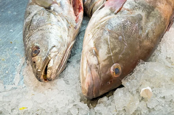 Dos peces en el hielo —  Fotos de Stock