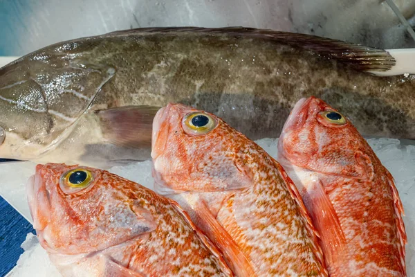 Salmonete Otros Pescados Para Venta Mercado Lisboa Portugal —  Fotos de Stock