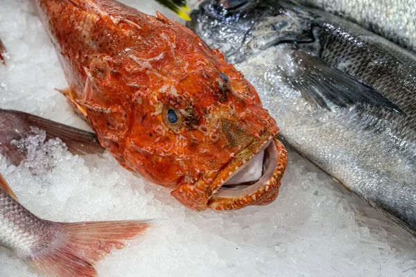 Red Scorpionfish Sale Market Lisbon Portugal — Stock Photo, Image