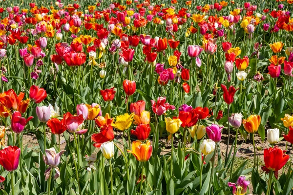 Colorful Field Full Blooming Tulip Flowers — Stock Photo, Image